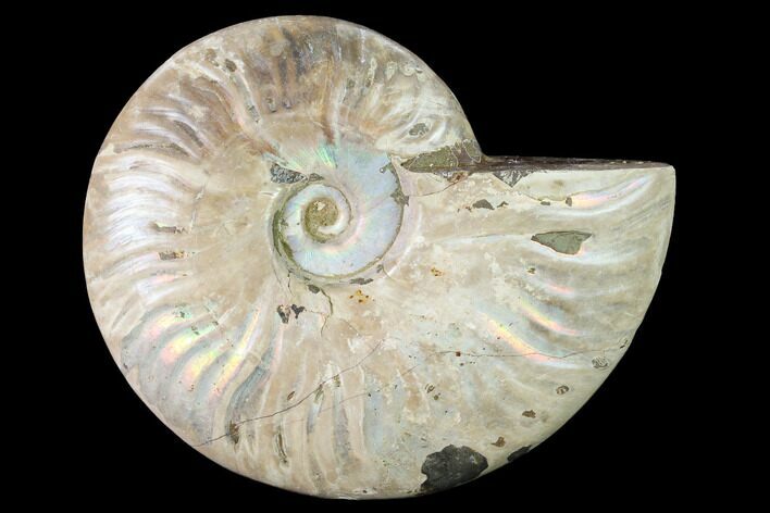 Silver Iridescent Ammonite (Cleoniceras) Fossil - Madagascar #146334